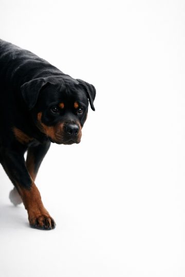 Rottweiler Walking in High Key White Minimal Light Wallpaper