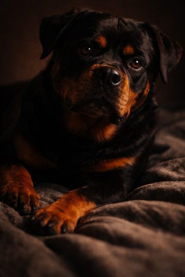 Rottweiler Resting in Low Light Indoor Intimate Portrait Wallpaper