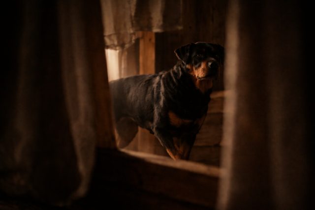 Rottweiler Standing in Warm Indoor Light with Soft Shadows Wallpaper