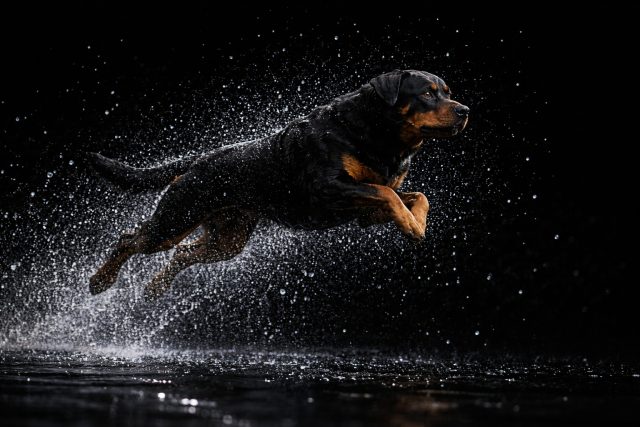 Rottweiler Leaping Through Water Splash with Dark Background Wallpaper