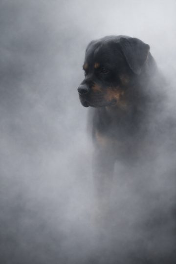 Rottweiler Emerging Through Cool Mist Fog in Soft Light Wallpaper