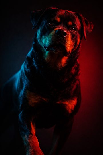 Rottweiler Portrait with Red and Blue Dual Lighting Minimal Wallpaper