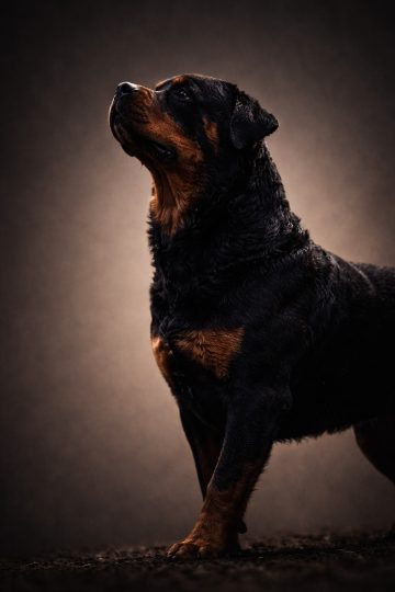 Rottweiler Standing Portrait with Soft Gradient Background Elegant Wallpaper