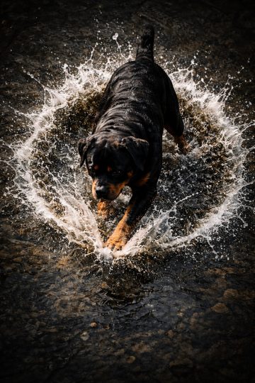 Rottweiler Running Through Shallow Water Splash Top View Wallpaper
