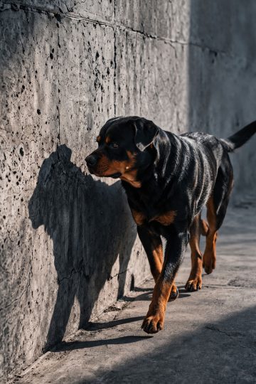 Rottweiler Side Profile Against Concrete Wall with Sharp Shadow Contrast Wallpaper