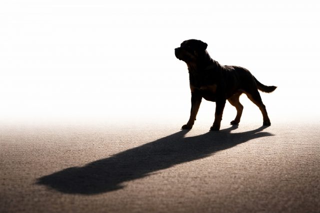 Rottweiler Silhouette with Long Shadow on Minimal Ground Light Wallpaper