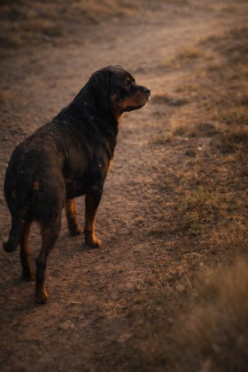 Rottweiler Standing on Dirt Path in Warm Sunset Soft Light Wallpaper