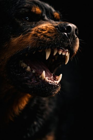 Rottweiler Snarling Teeth Macro with Dark Dramatic Lighting Wallpaper