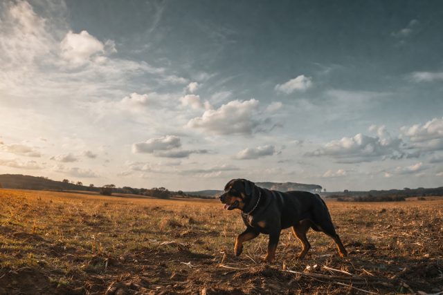 Rottweiler Walking Through Open Field Under Wide Sunset Sky Wallpaper