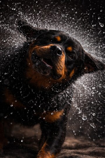 Rottweiler Shaking Water with Explosive Droplets Action Wallpaper