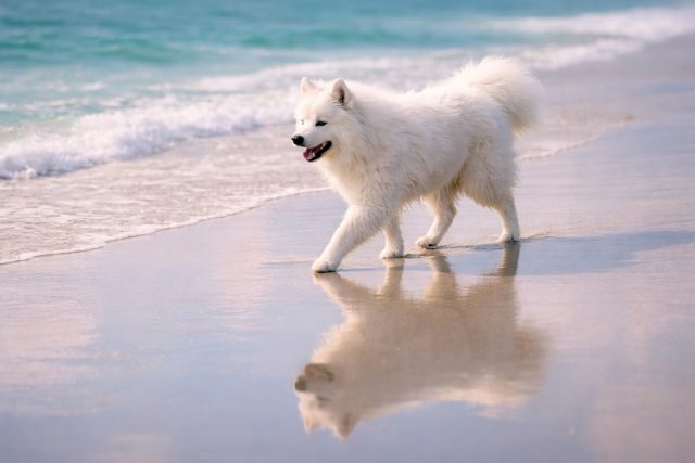 Samoyed Walking Along Beach with Soft Reflection Wallpaper