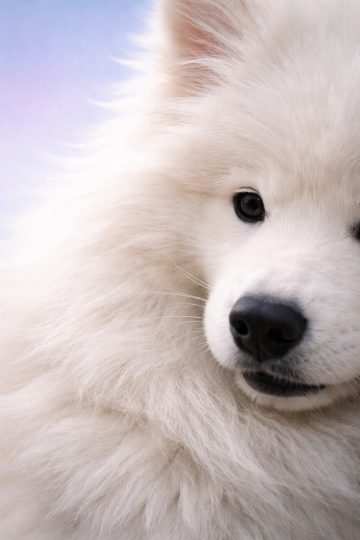 Samoyed Close-Up on Soft Gradient Minimal Background Wallpaper