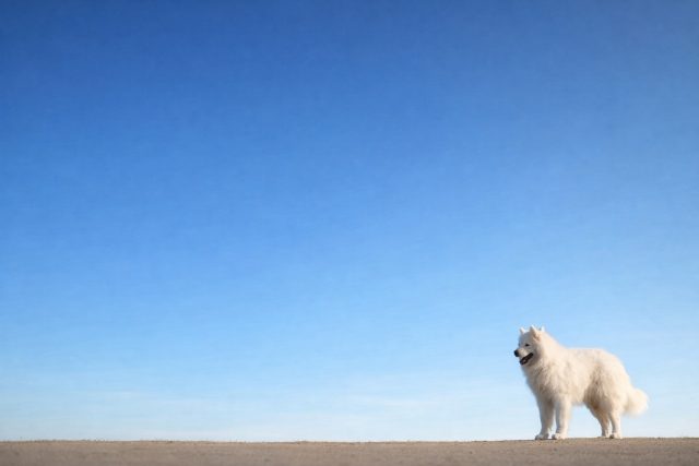 Samoyed Against Wide Horizon and Open Blue Sky Wallpaper