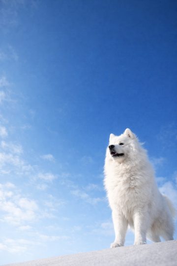 Samoyed Standing Under a Clear Blue Sky Minimal Wallpaper