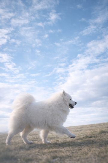 Samoyed Walking Across Open Field Under Soft Sky Wallpaper