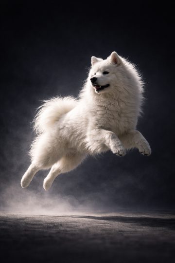 Samoyed Jumping Through Dark Studio with Rim Light Wallpaper