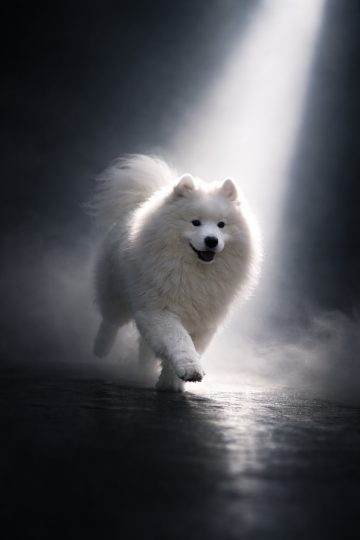 Samoyed Running Under Dramatic Spotlight in Dark Scene Wallpaper