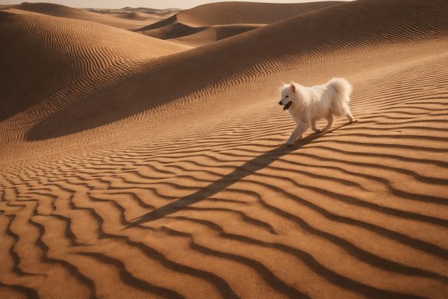 Samoyed Walking Across Desert Dunes with Long Shadow Wallpaper