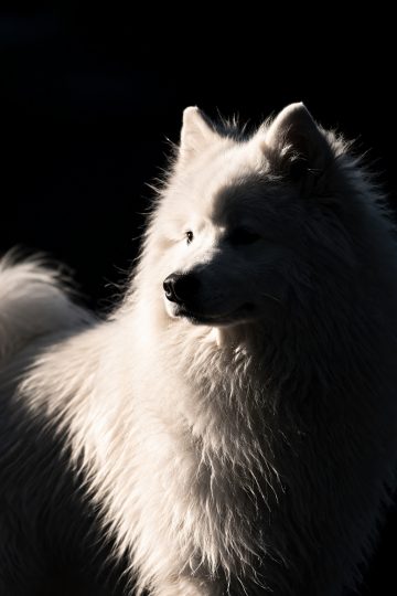 Samoyed in Dramatic Side Light on Dark Background Wallpaper