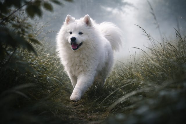 Samoyed Walking Through Cool Foggy Forest Path Wallpaper