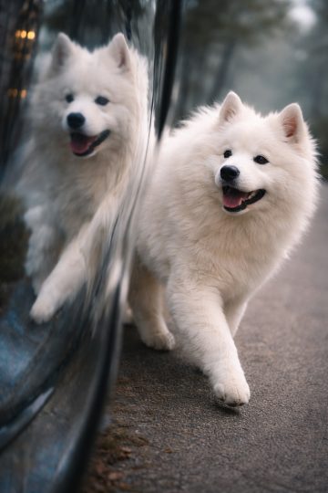 Samoyed Walking Beside Glass Reflection Wallpaper