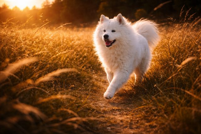 Samoyed Moving Forward Across Sunlit Field Wallpaper