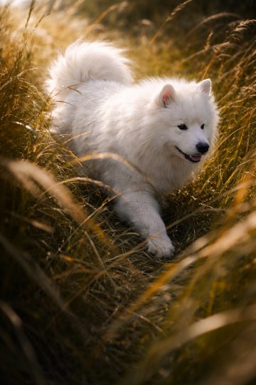 Samoyed Walking Through Tall Grass at Golden Hour Wallpaper