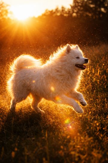 Samoyed Running Through Golden Sunset Backlit Field Wallpaper