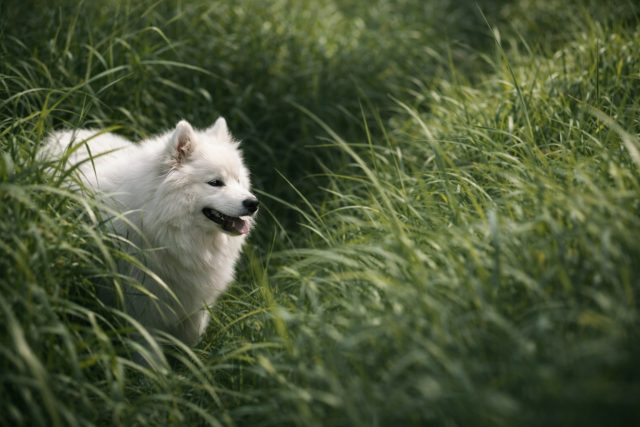 Samoyed Peeking Through Tall Meadow Grass Wallpaper