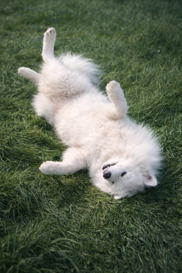 Samoyed Rolling Playfully on Soft Green Grass Wallpaper