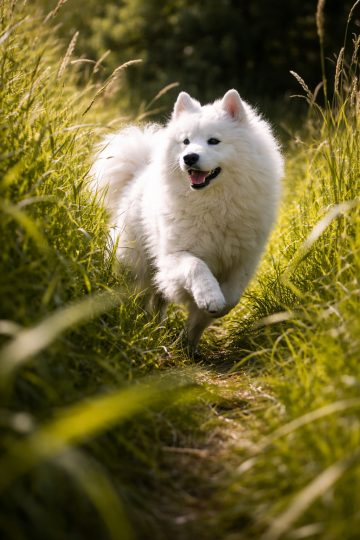 Samoyed Running Through Sunlit Meadow Path Wallpaper