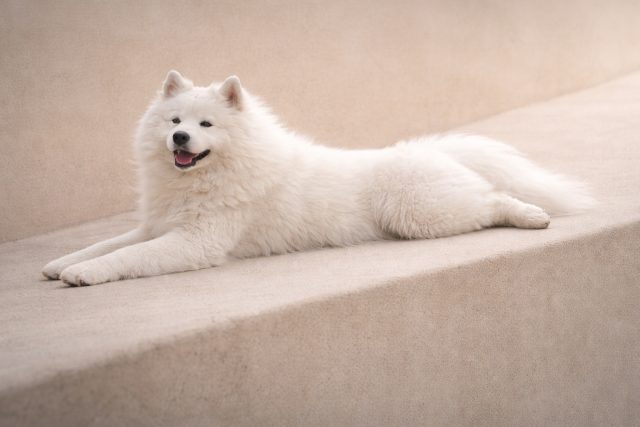 Samoyed Lying on Smooth Beige Geometric Surface Wallpaper