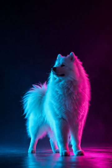 Samoyed in Neon Blue and Pink Light Contrast Wallpaper