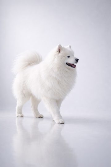 Samoyed Standing in Minimal Studio with Soft Reflection Wallpaper
