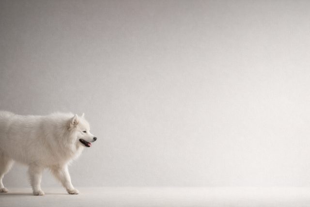 Samoyed Walking Through Soft Neutral Studio Space Wallpaper
