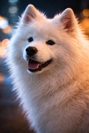 Samoyed Portrait with Night City Bokeh Glow Wallpaper