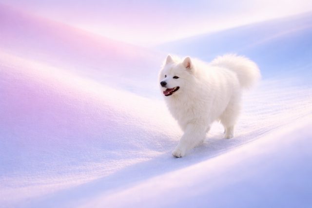 Samoyed Walking Across Pastel Snow Gradient Landscape Wallpaper