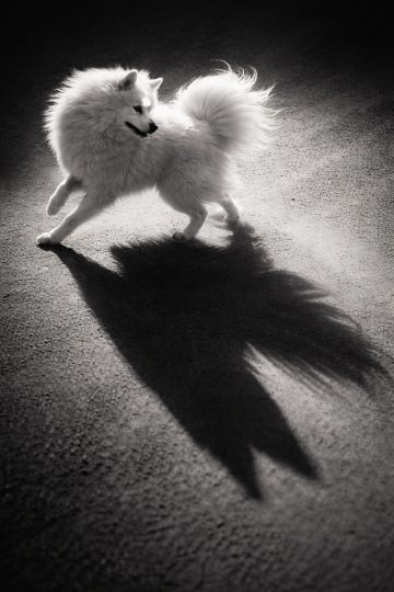 Samoyed with Long Shadow High Contrast Black and White Wallpaper