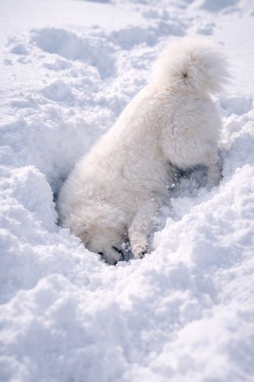 Samoyed Diving Playfully Into Deep Snow Wallpaper