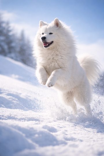 Samoyed Jumping Through Bright Snow in High Key Light Wallpaper