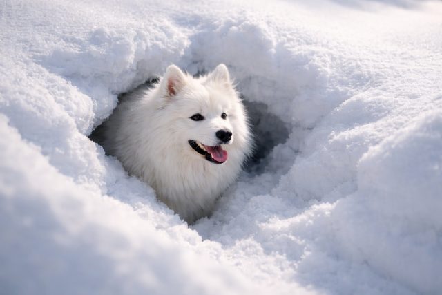 Samoyed Peeking Out from Snow Hole in Soft Light Wallpaper