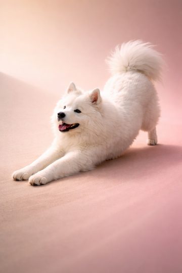 Samoyed Stretching on Soft Pink Gradient Background Wallpaper