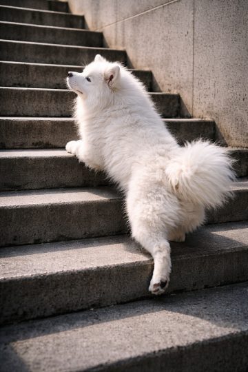 Samoyed Climbing Concrete Stairs in Urban Light Wallpaper
