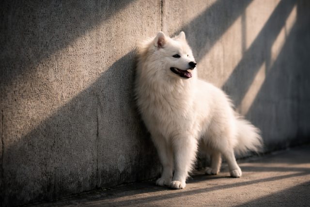 Samoyed Standing by Concrete Wall with Shadow Light Wallpaper