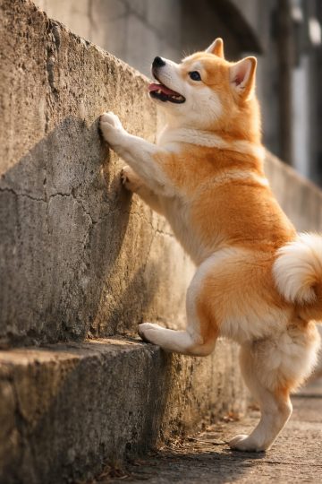 Shiba Inu Climbing Concrete Wall in Warm Urban Sunlight