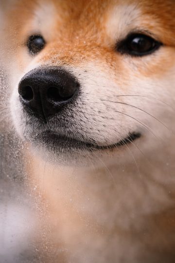 Shiba Inu Close-Up Through Foggy Glass Wallpaper
