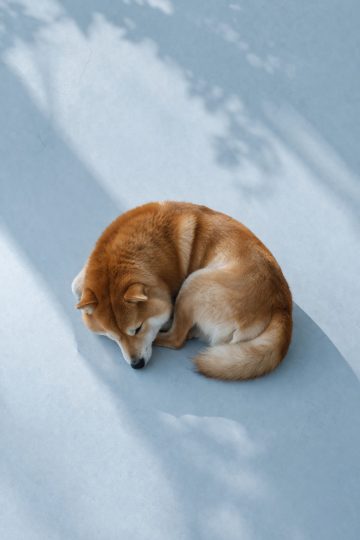 Shiba Inu Curled Sleeping in Minimal Blue Light Wallpaper