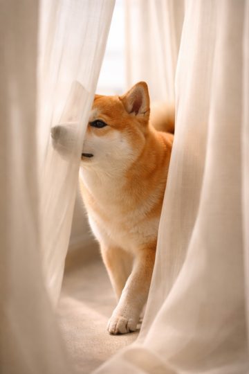 Shiba Inu Peeking Through Soft Curtains Wallpaper