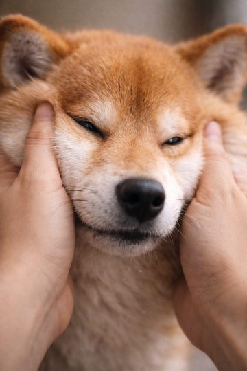 Shiba Inu Gentle Cheek Hold Soft Expression Wallpaper
