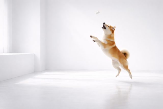 Shiba Inu Jumping for Treat White Minimal Studio Wallpaper